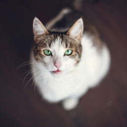 cat with green eyes looking up at camera