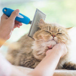 cat being brushed