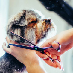 terrier dog being trimmed kittys canine clips