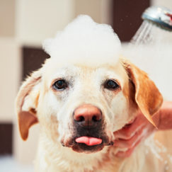 lab covered in soap being washed