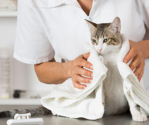 cat wrapped in towel for cat grooming services