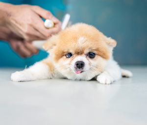 dog getting care after learning pet grooming prices