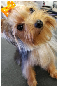 close up of yorkshire terrier with an orange bow