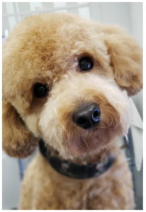 close up of golden poodle looking at camera