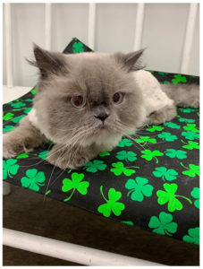 cat laying on st patricks day pillow