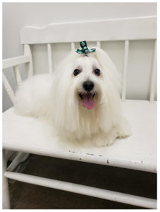 white long haired dog laying on white bench