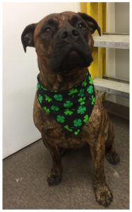 large black and brown bulldog with st patricks day bandana