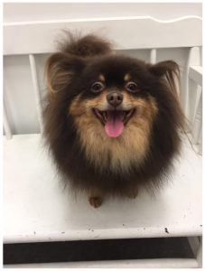 brown long haired pomeranian standing on bench