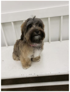 small brown medium haired dog sitting on bench