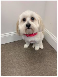 small fluffy white dog sitting in corner