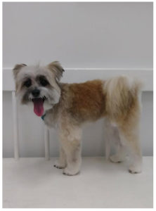 white and brown dog sitting on white chair