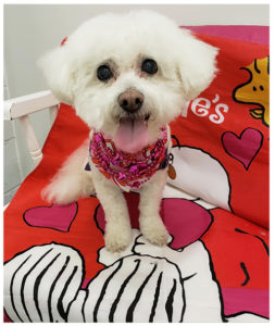 small fluffy white dog sitting on valentine's day pillow