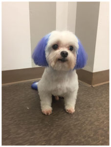 white small fluffy dog with blue ear fur