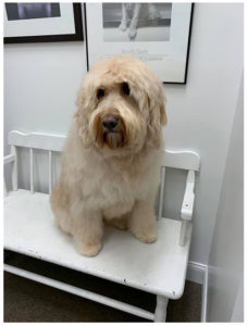 large fluffy brown dog sitting on bench