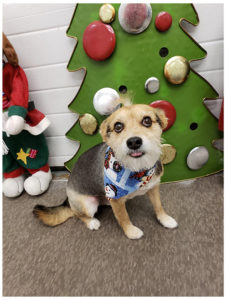 brown and black dog wearing christmas bandana