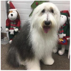 fluffy long haired white and black dog