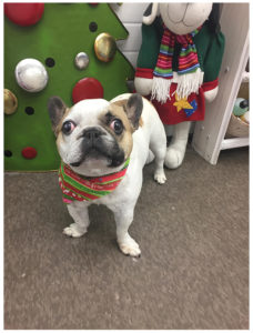 french bulldog wearing christmas bandana