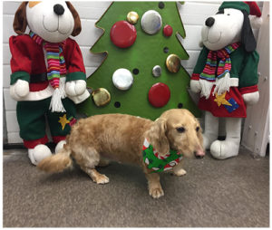 golden dachshund standing in front of christmas decorations