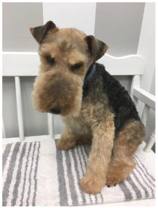 brown schnauzer sitting on bench