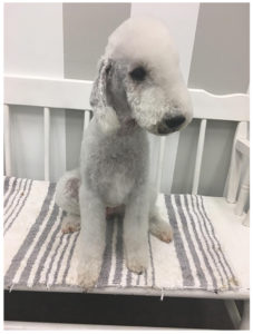 white poodle sitting on bench