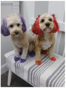two dogs with dyed fur