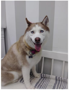 brown and white husky sitting on bench