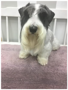 black and white schnauzer sitting on bench