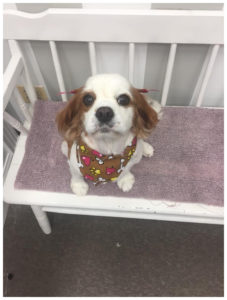 brown and white spaniel wearing bandana