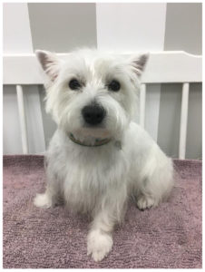 white terrier sitting on bench