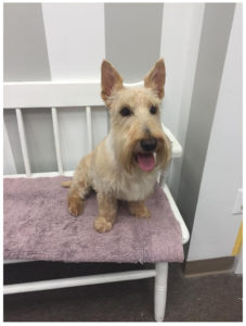 schnauzer sitting on bench