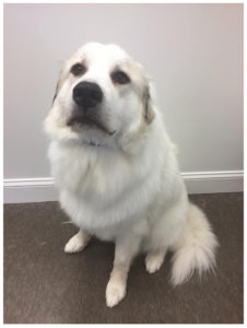 white dog sitting on the floor