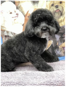 black poodle sitting