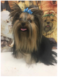 yorkshire terrier wearing blue ribbon