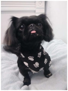 black Pekingese wearing black bandana