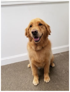 golden retriever sitting on floor