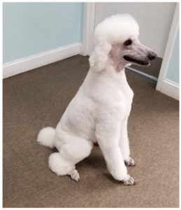 white poodle sitting on floor