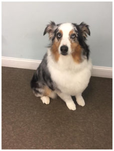 australian shepherd sitting and looking at camera