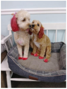 two dogs sitting together on a bench wearing socks