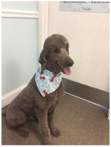 grey poodle wearing blue bandana