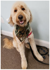 cream colored dog wearing camo bandana