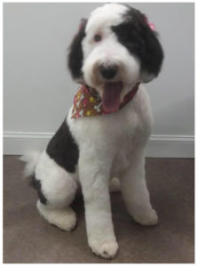 black and white dog panting and wearing bandana