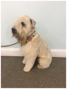 white dog sitting and wearing bandana