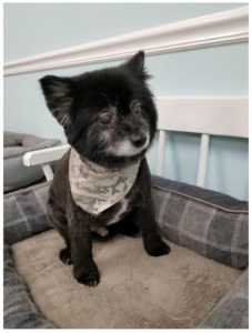 black dog sitting on bend wearing camo bandana