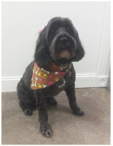 black dog with bandana
