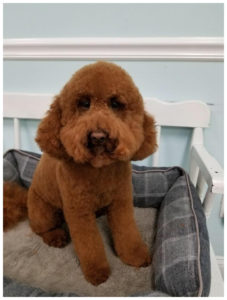 red poodle sitting on bench