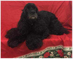 black cocker spaniel on red blanket