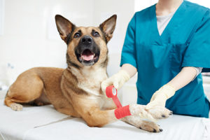 dog in petsaver pet first aid course 