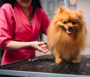 pomeranian in express grooming