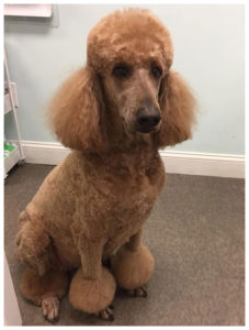 light brown and golden poodle