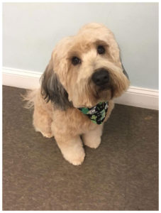 fluffy dog wearing st patricks day bandana